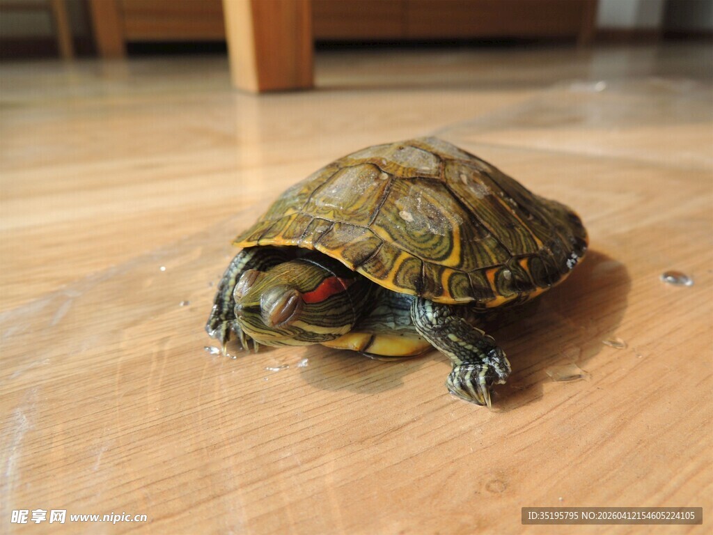 地板上的可爱乌龟