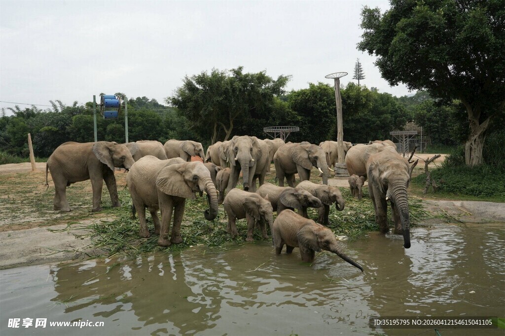 羊群在积水草地中活动