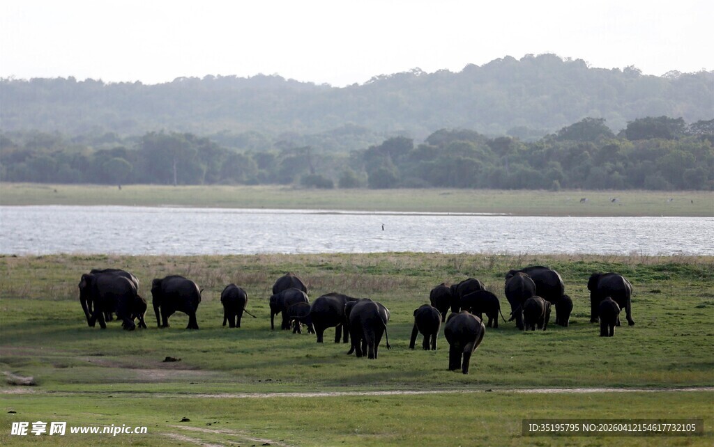 草原上的大象群