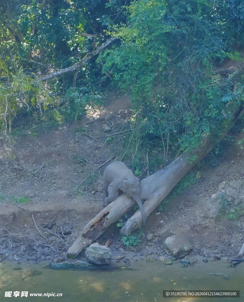 河边大象在泥地嬉戏
