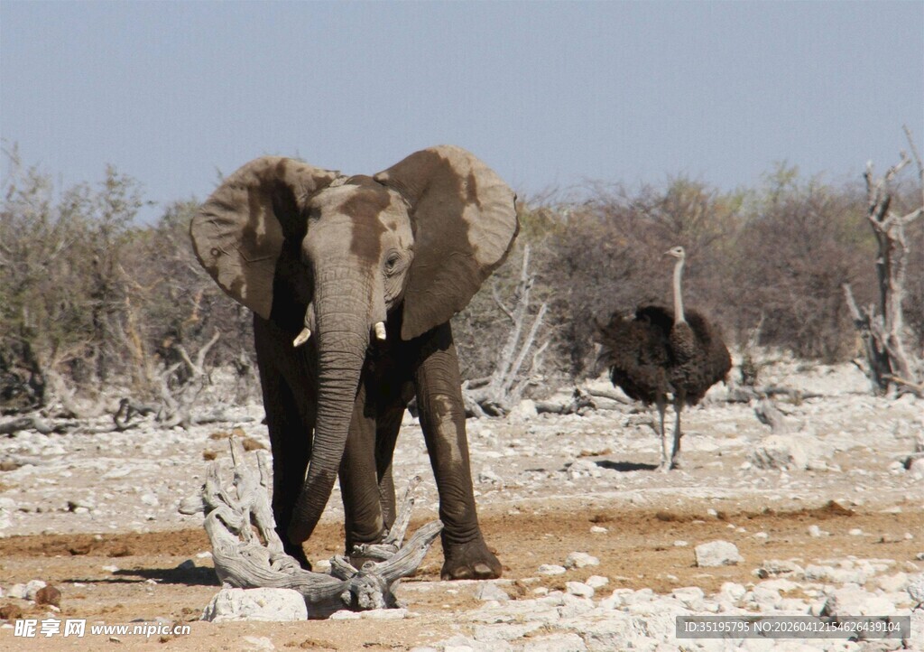 荒野中的大象与鸵鸟