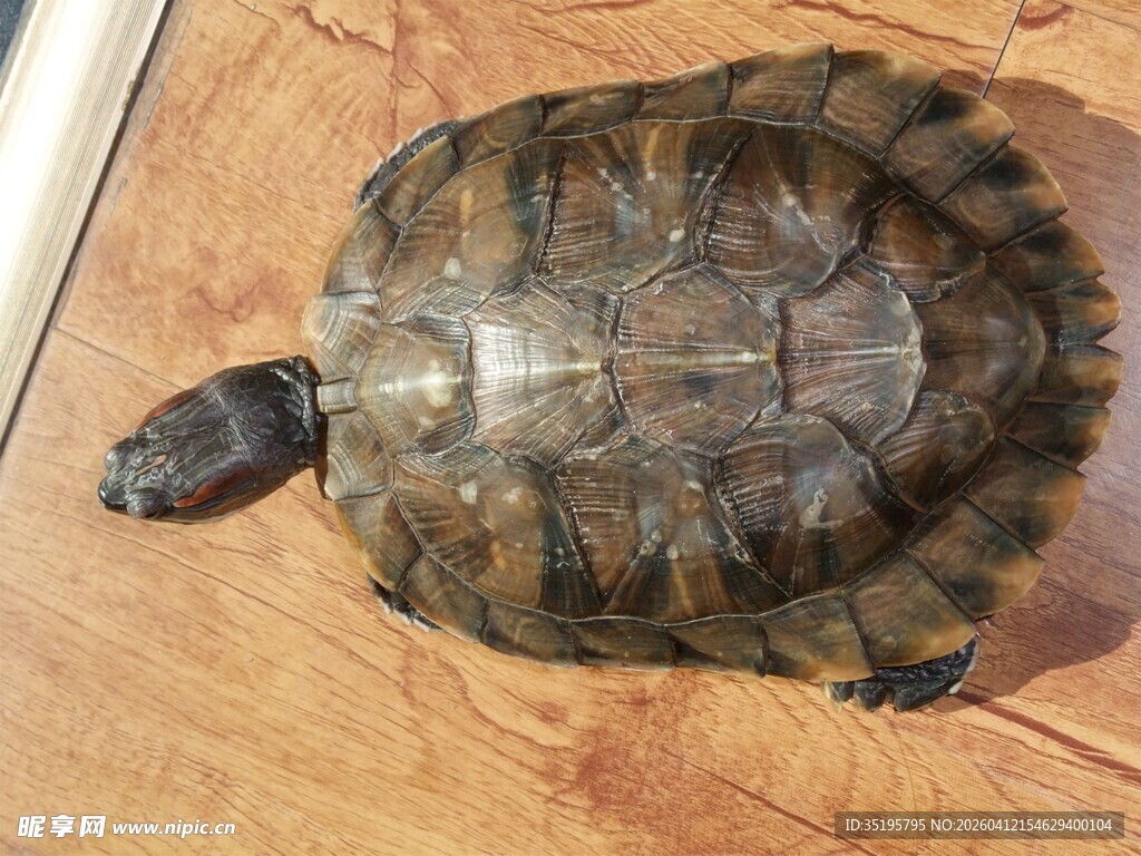木板上的乌龟