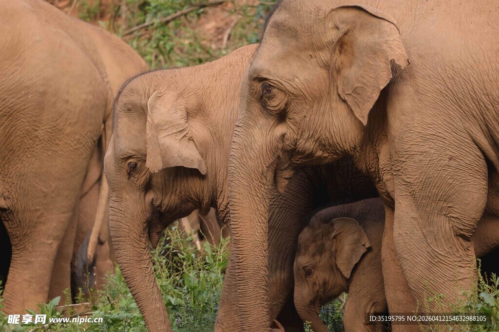 象群漫步于草地