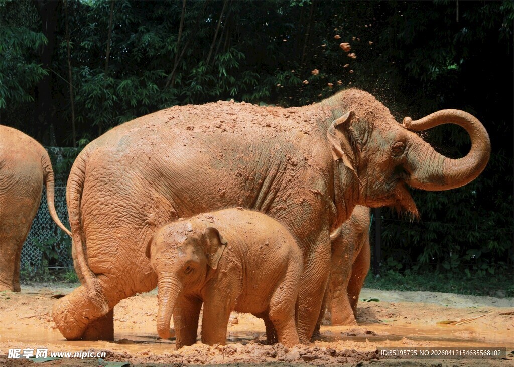 大象家族母象与小象同行