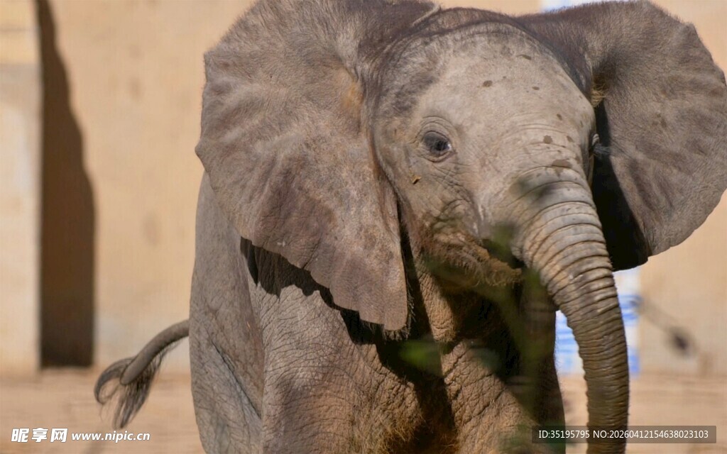 可爱小象在户外