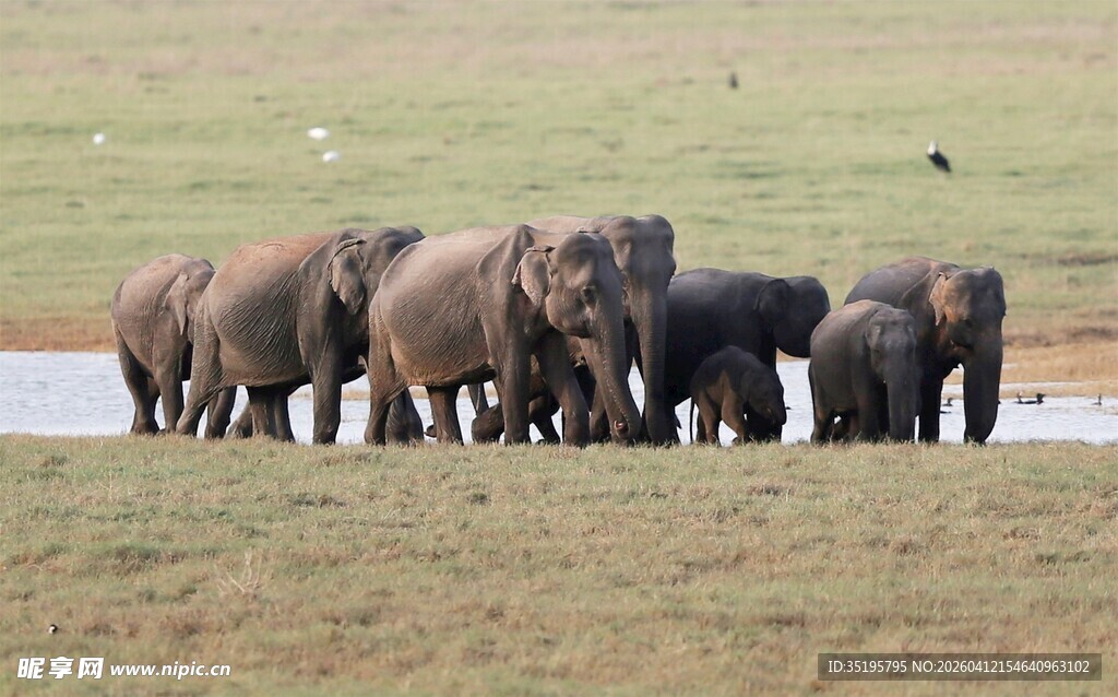 草原上的大象群