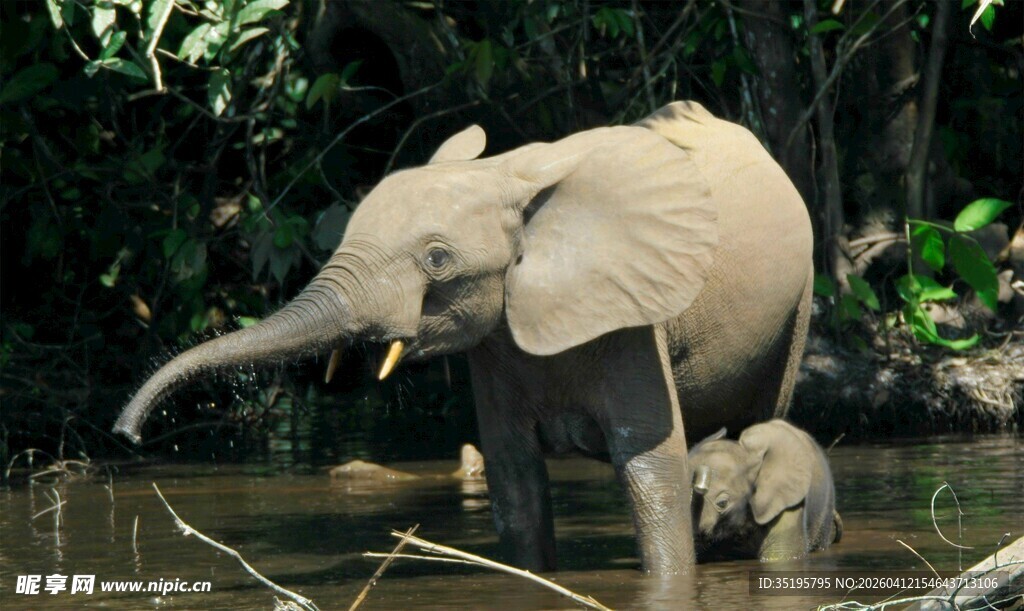 大象于水中嬉戏