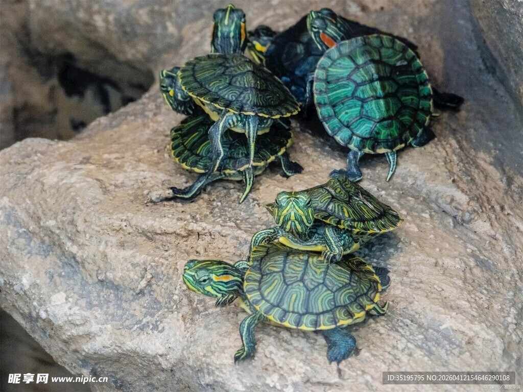 一群小龟趴在岩石上