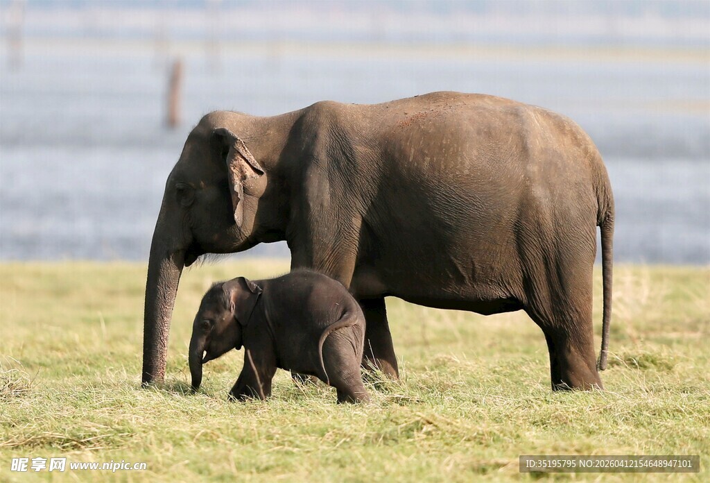 大象母子漫步草原