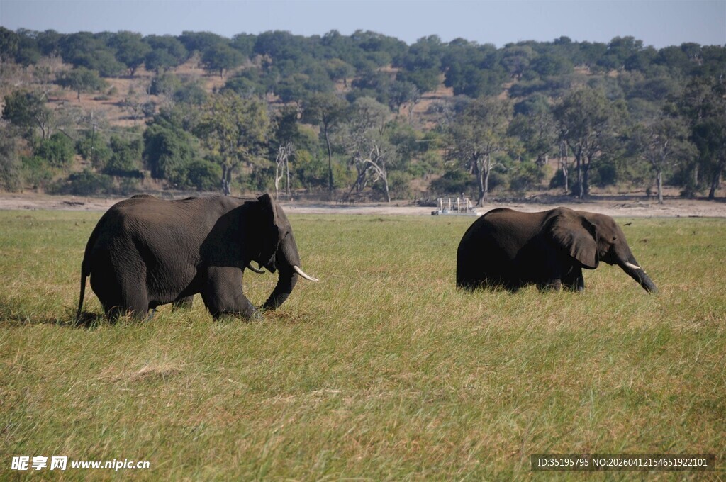 草原上漫步的两头大象