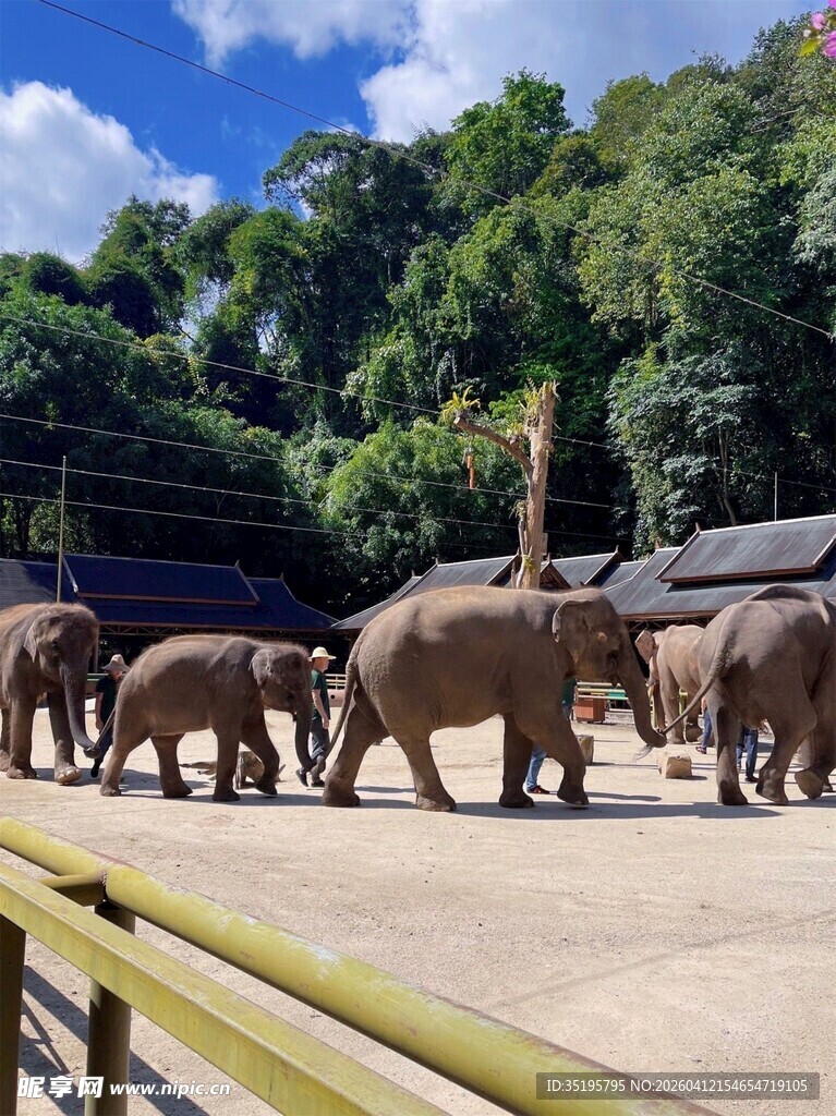 动物园中漫步的大象群