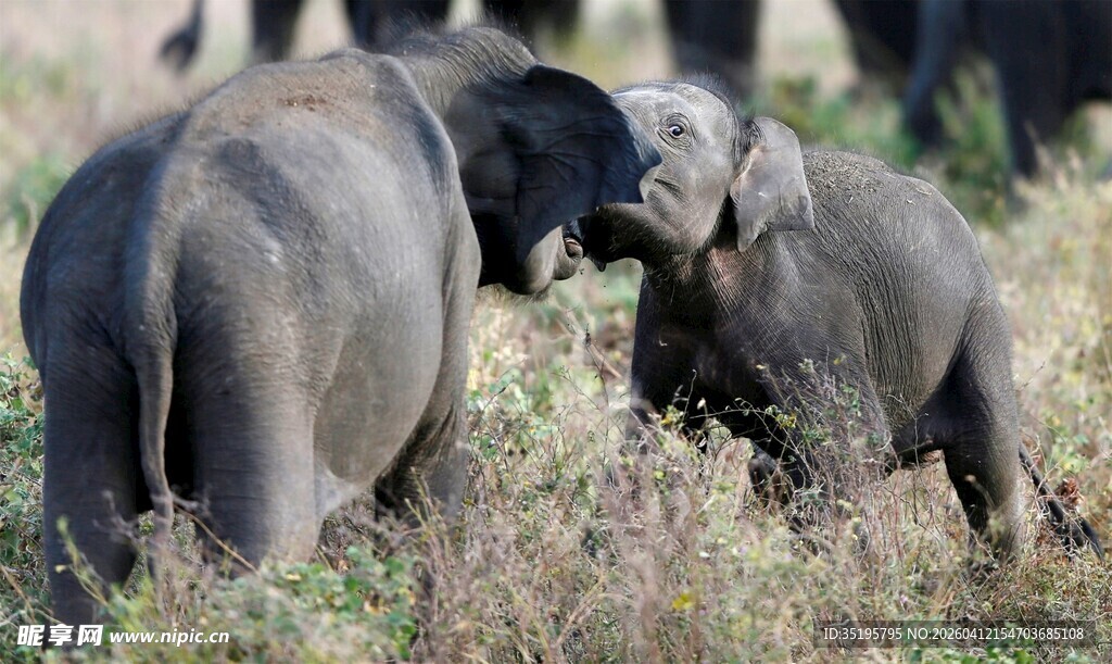 草原上亲昵互动的小象