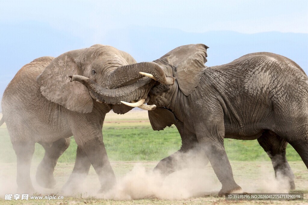 大象野外激烈角斗场景