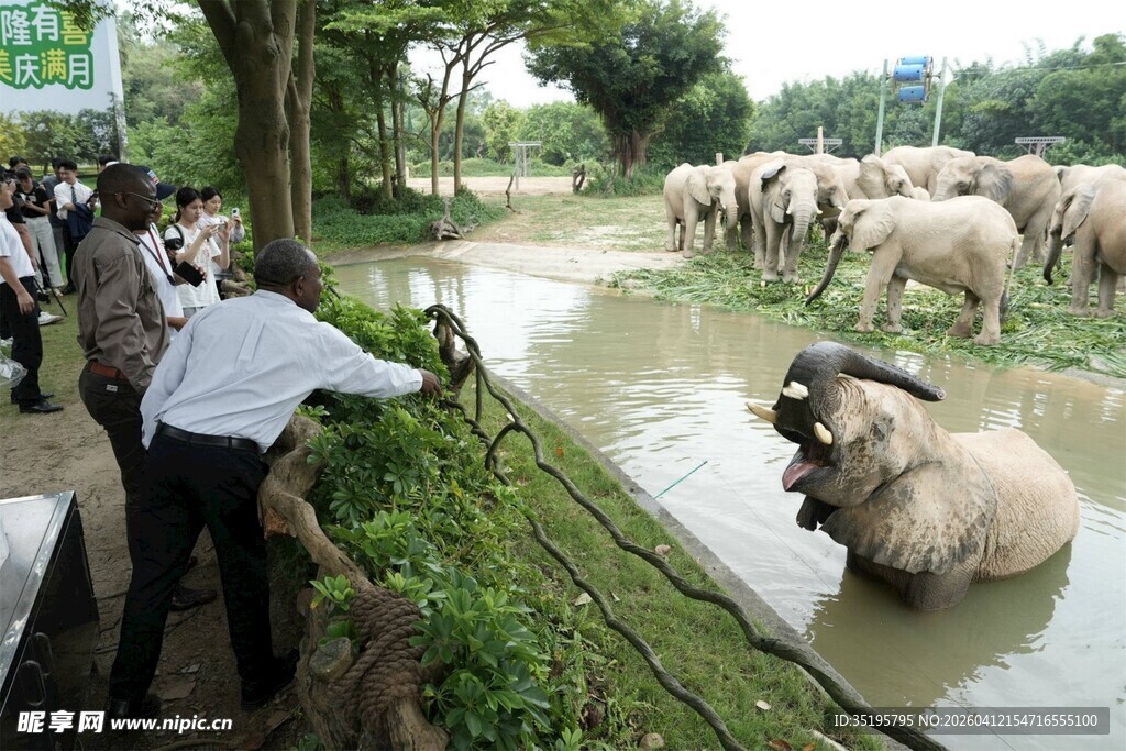 河边众人围观水中大象