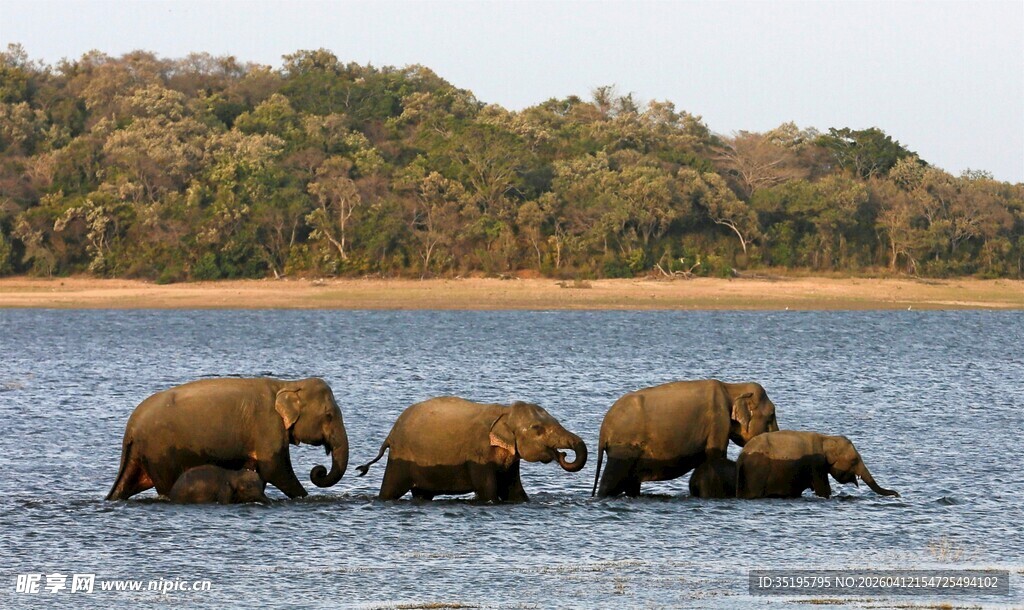河中漫步的象群