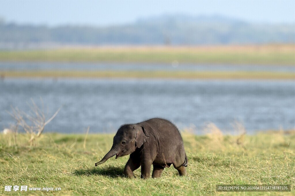 草原上行走的小象