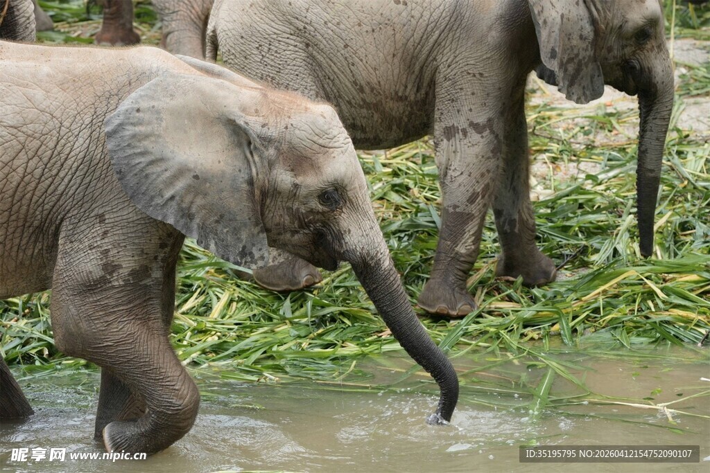 大象在水边漫步