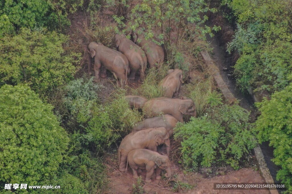 空中俯瞰林间漫步的象群