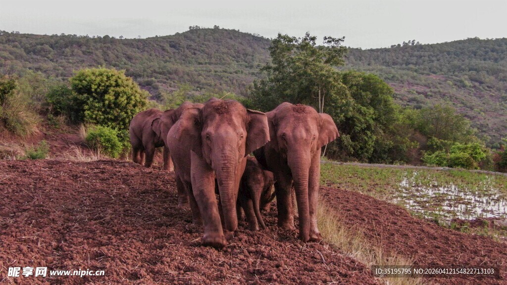 草原上漫步的象群