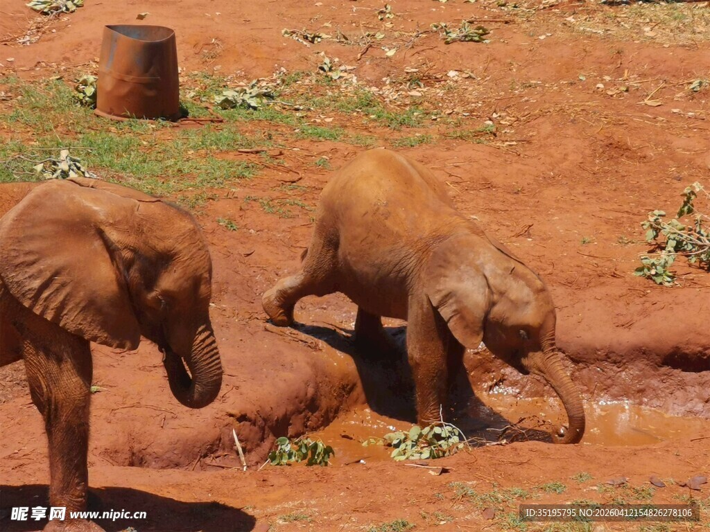 小象嬉戏于泥坑