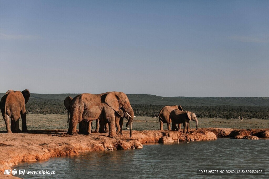 大象群在水边休憩