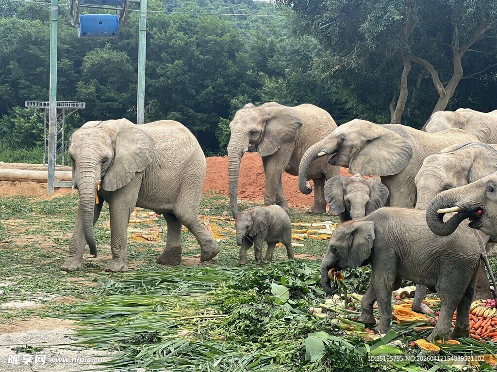 象群在户外进食场景