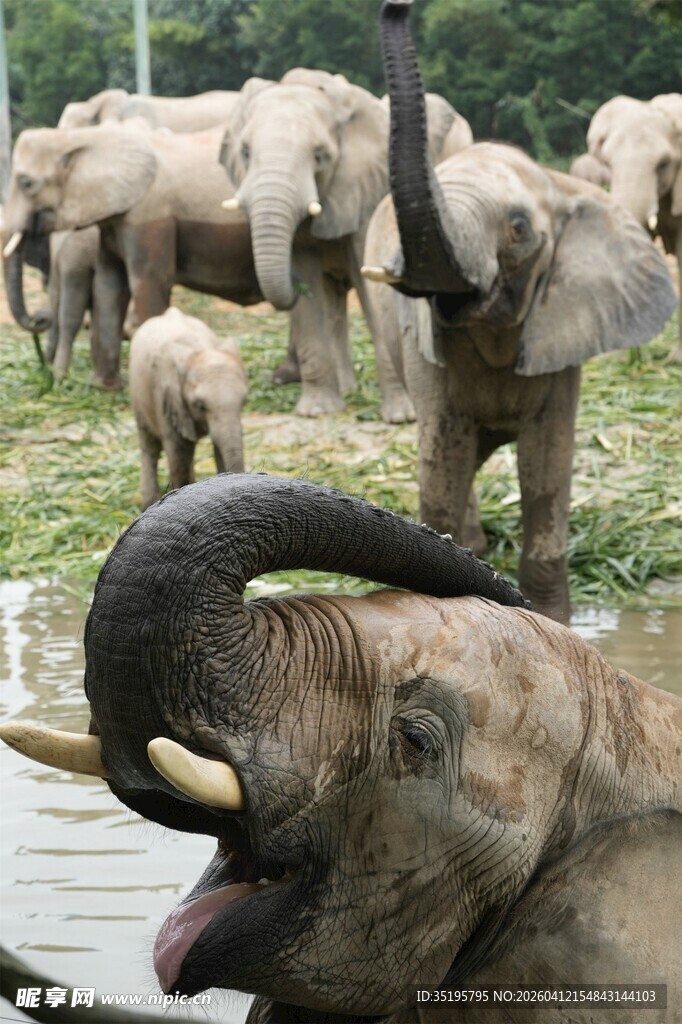 象群嬉戏场景