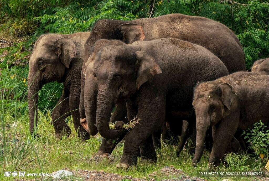 象群漫步于绿意盎然之地