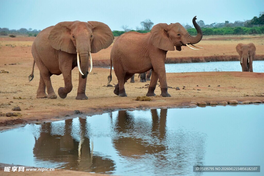 大象在水边漫步