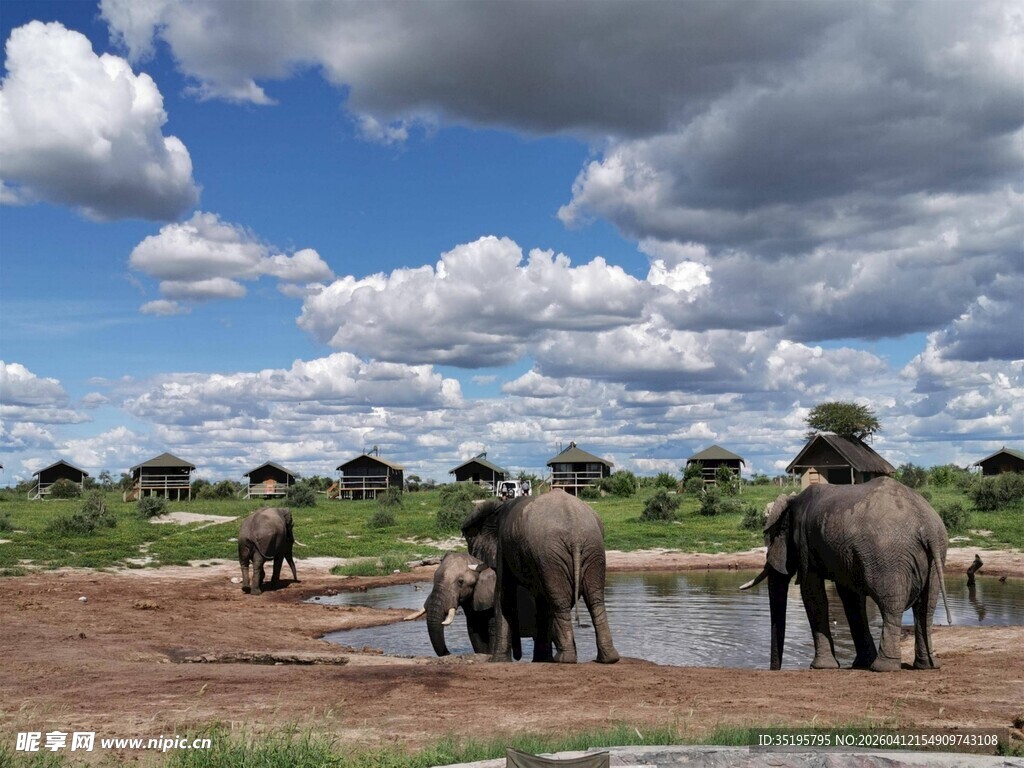 草原上的大象群饮水场景