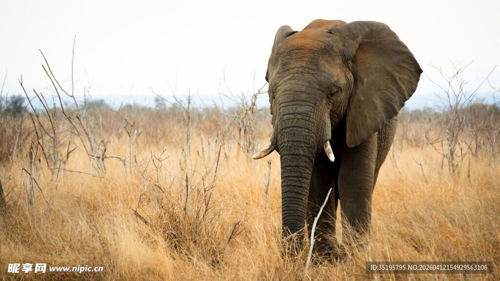 草原上独行的大象