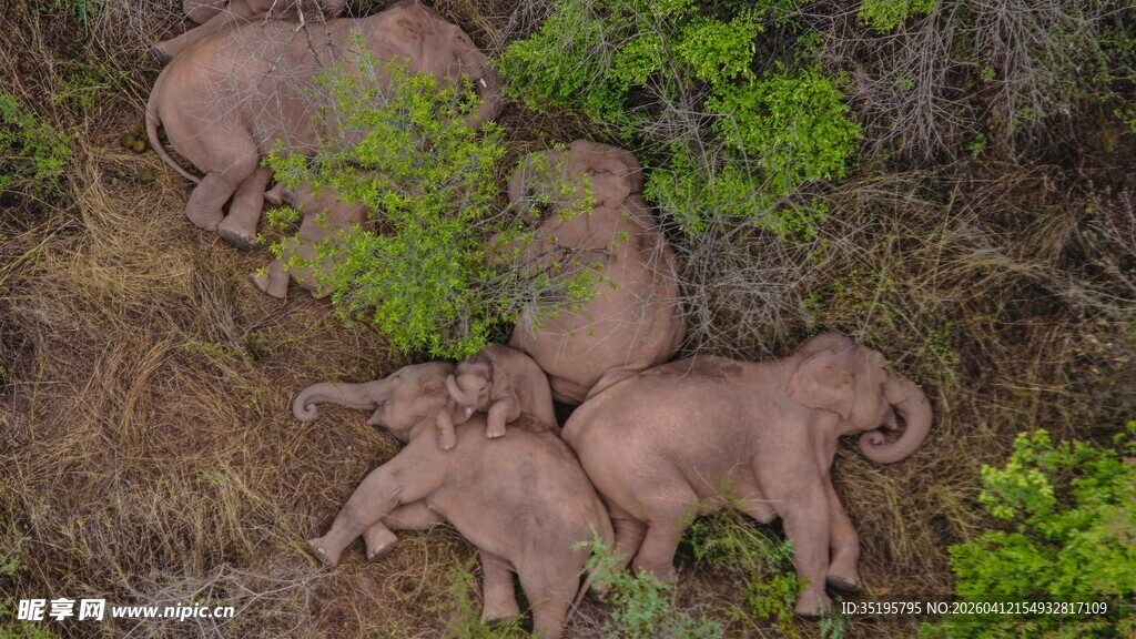 空中俯瞰地面休憩的野猪群