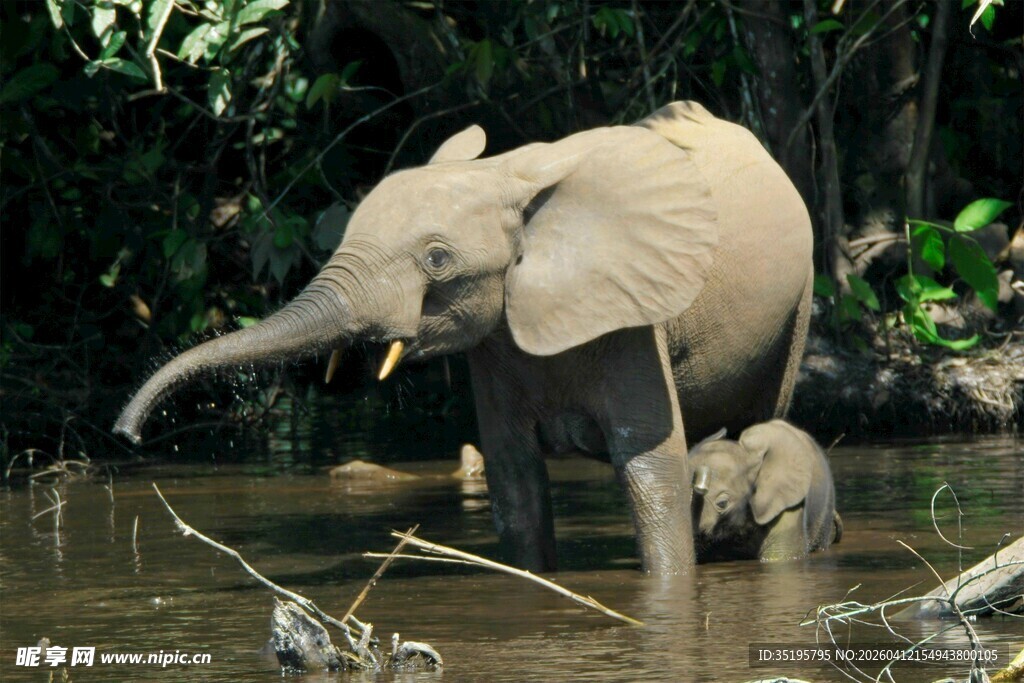 大象母子在水中嬉戏