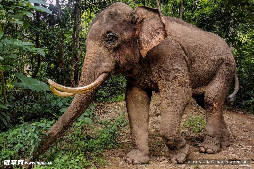 森林中的大象