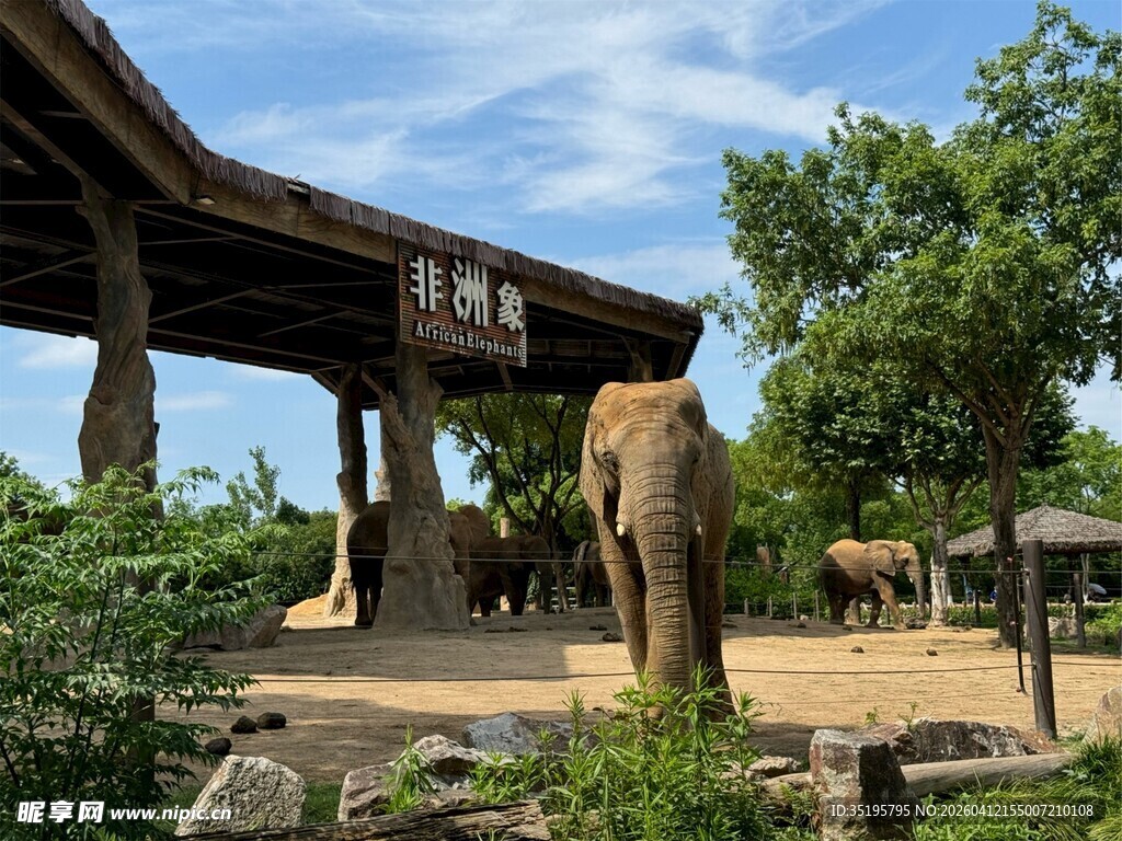 大象于亭下休憩
