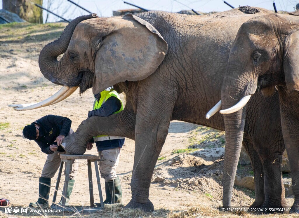 大象母子亲昵互动场景