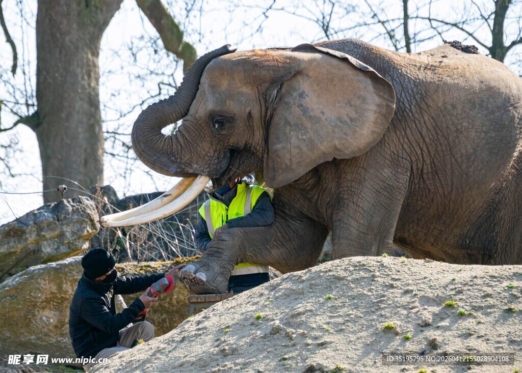 工作人员与大象亲密互动