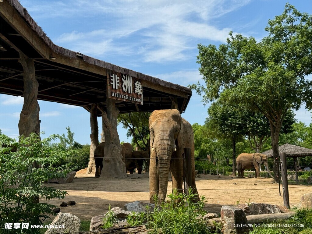 大象于户外凉亭旁站立