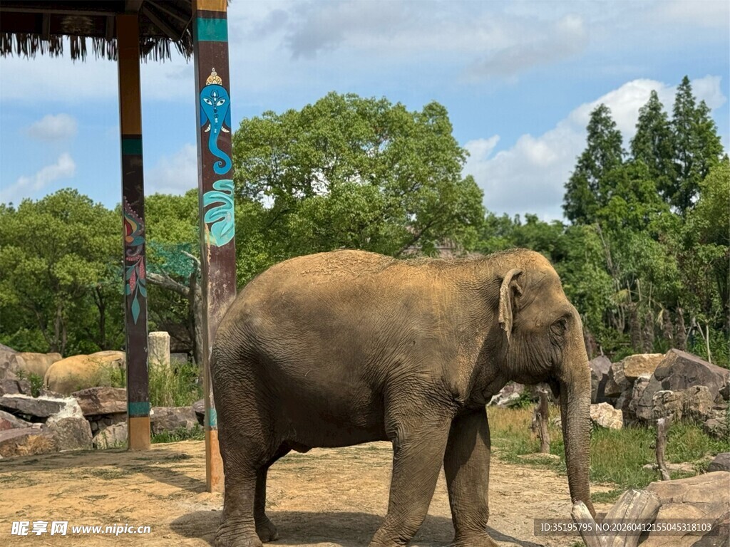 动物园中的大象