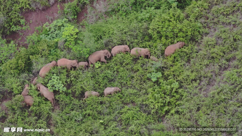 空中俯瞰草原上的象群