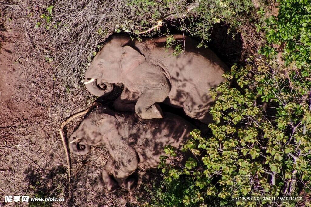 地面树根裸露的自然景象