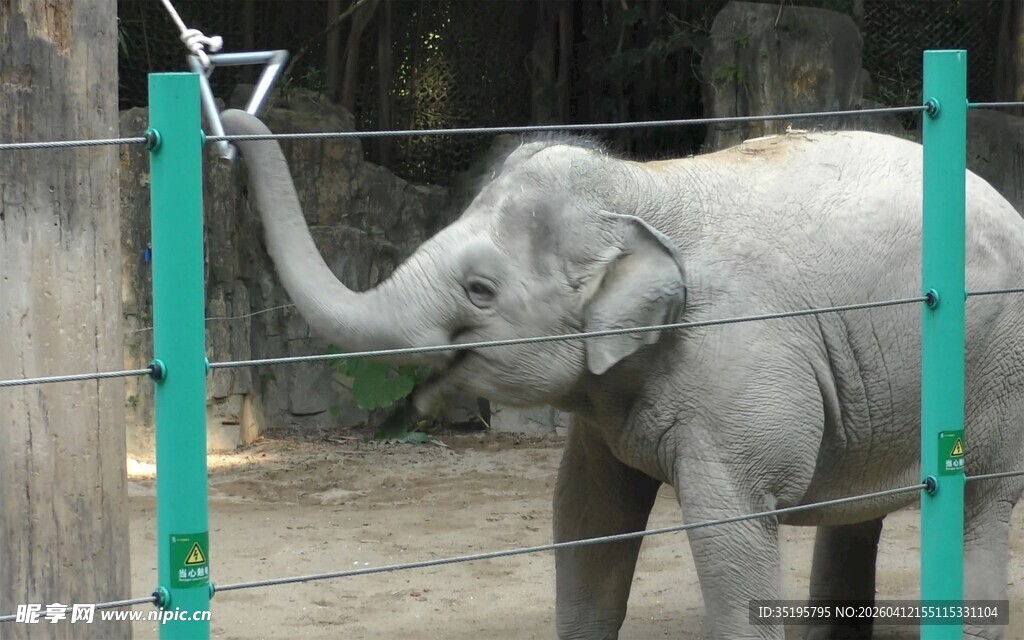 小象用鼻子触碰绿色装置