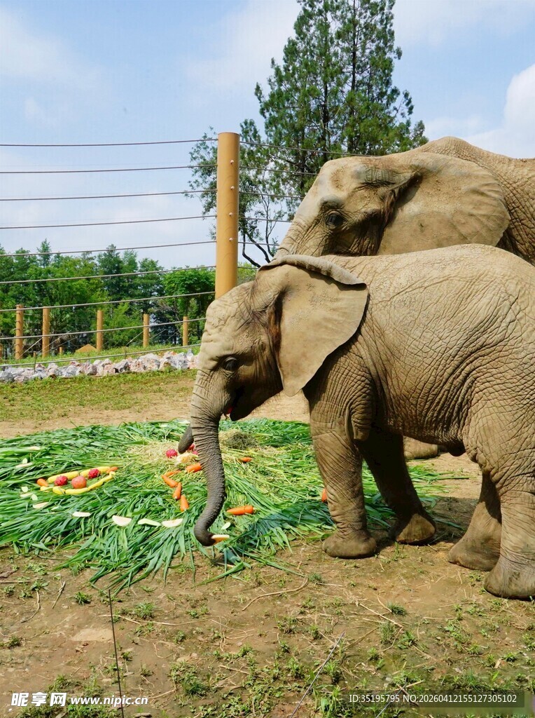 大象在户外进食