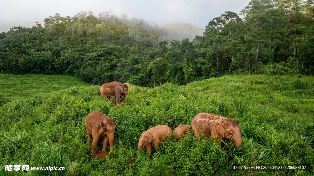 草原上的几头骏马