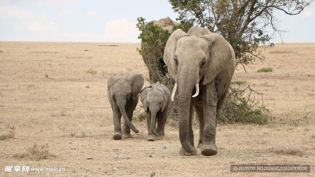 草原大象母子漫步