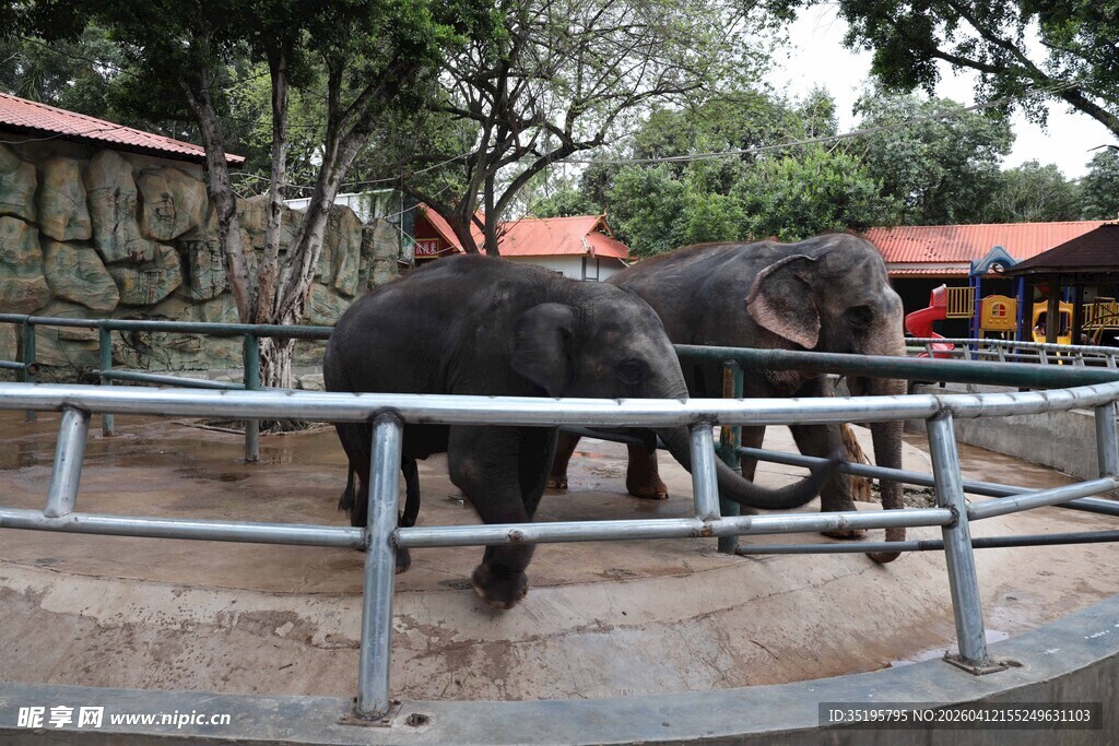 动物园里的两头大象