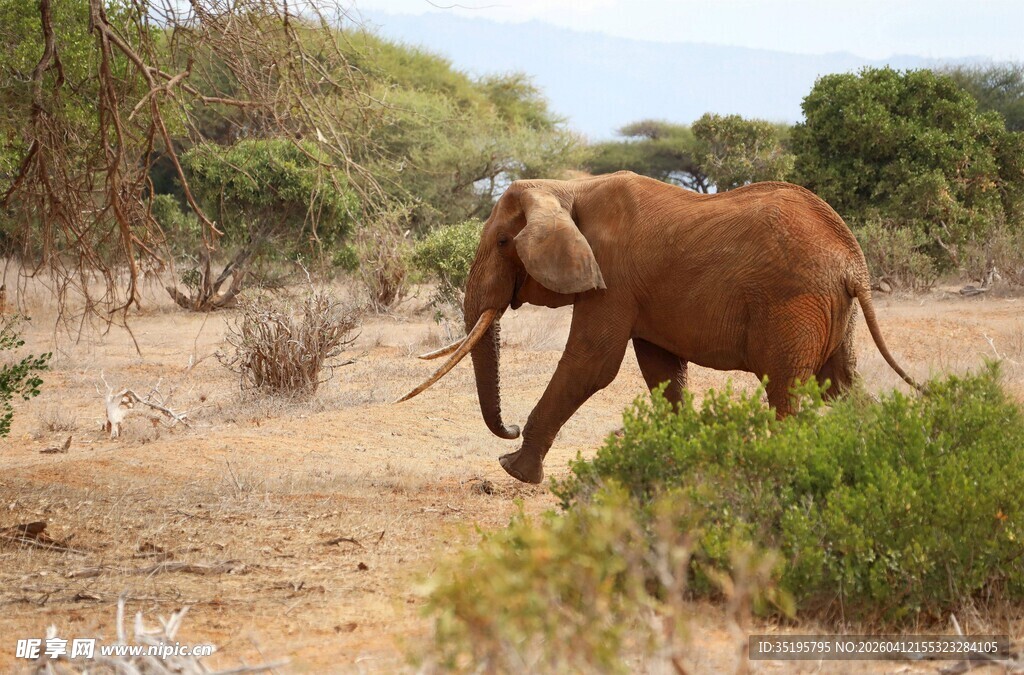 草原上独行的大象