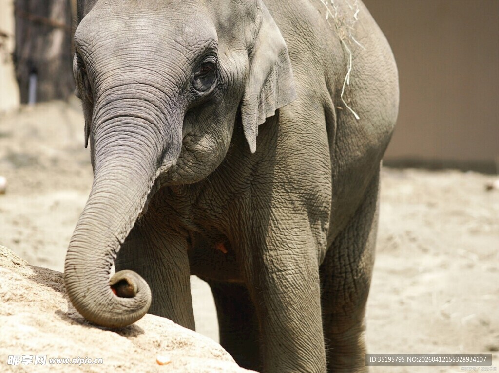大象特写卷曲长鼻的瞬间