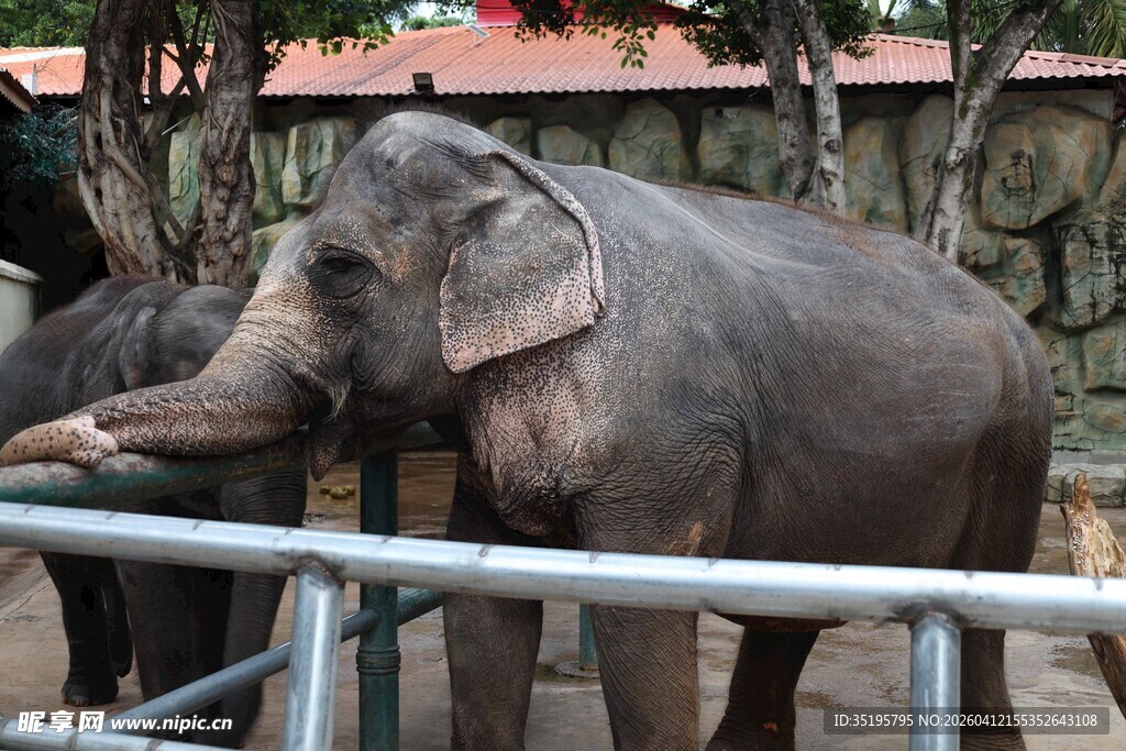 大象与人互动场景