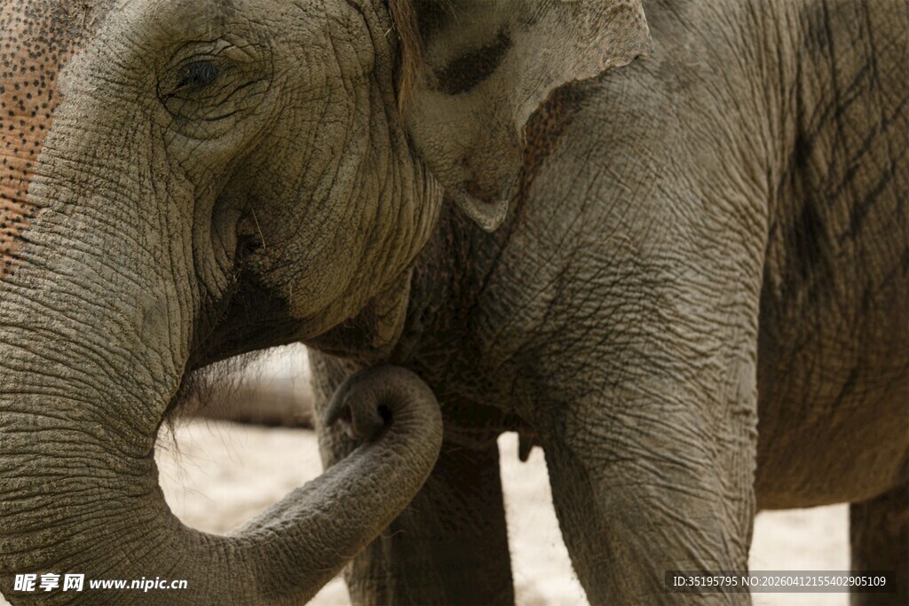 大象特写卷曲的象鼻